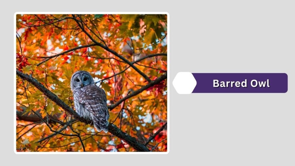 Barred Owl
