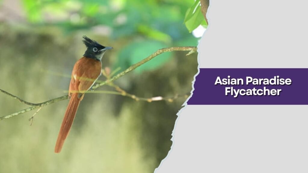 Asian Paradise Flycatcher