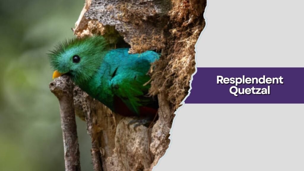 Resplendent Quetzal