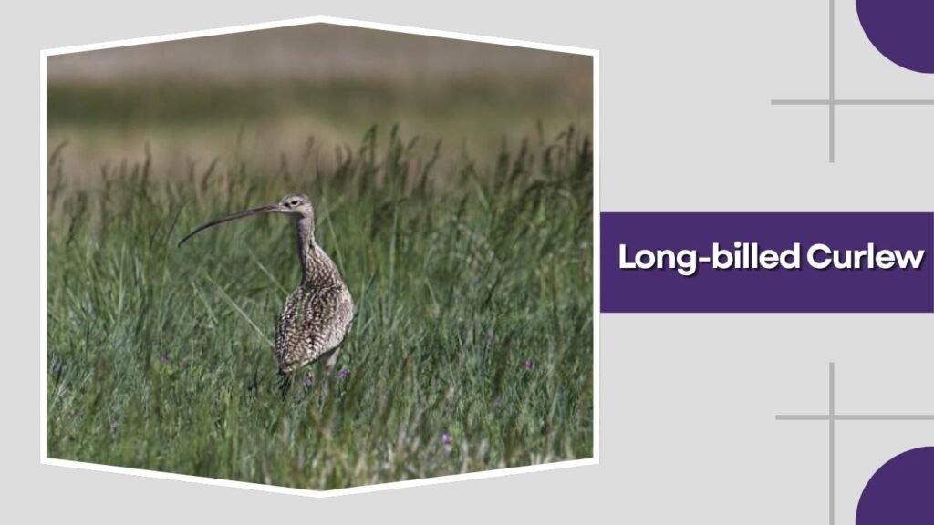  Long-billed Curlew