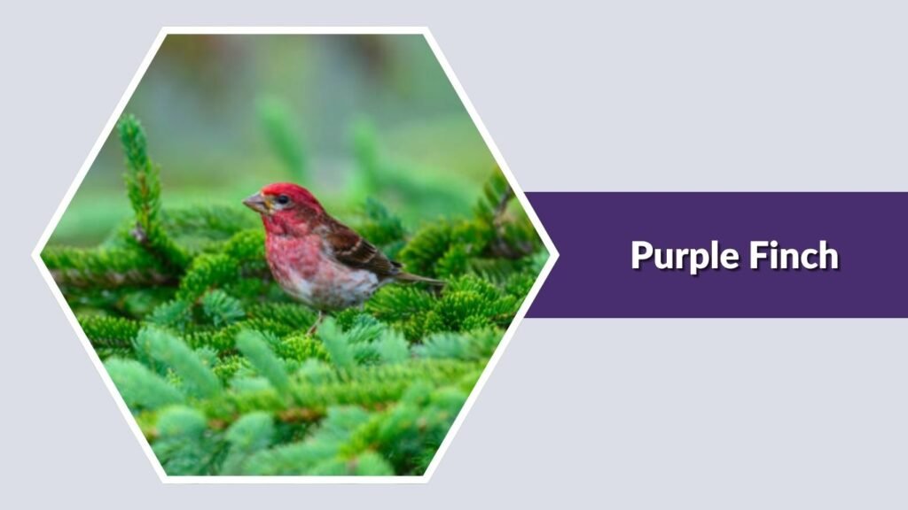 Purple Finch