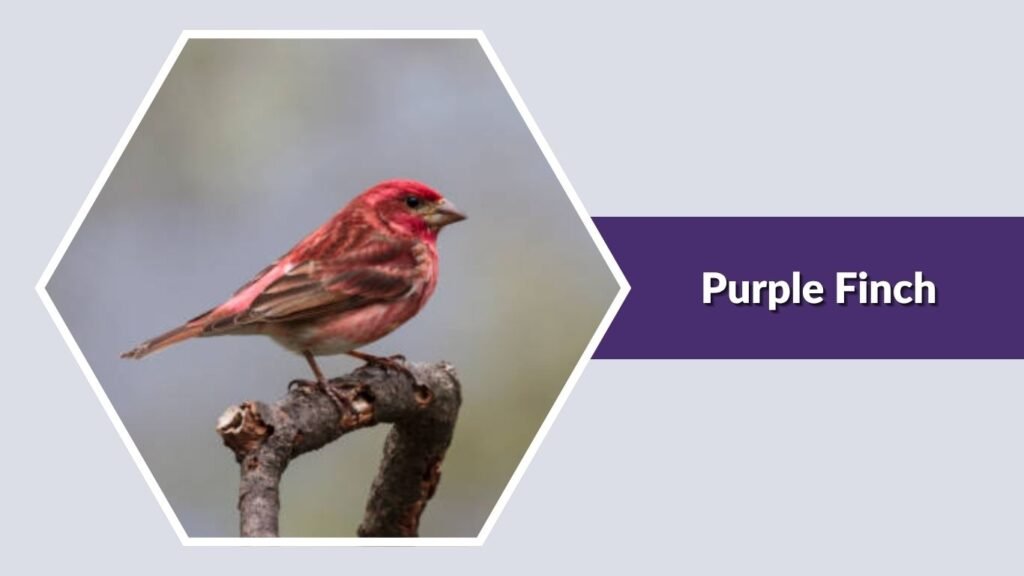 Purple Finch