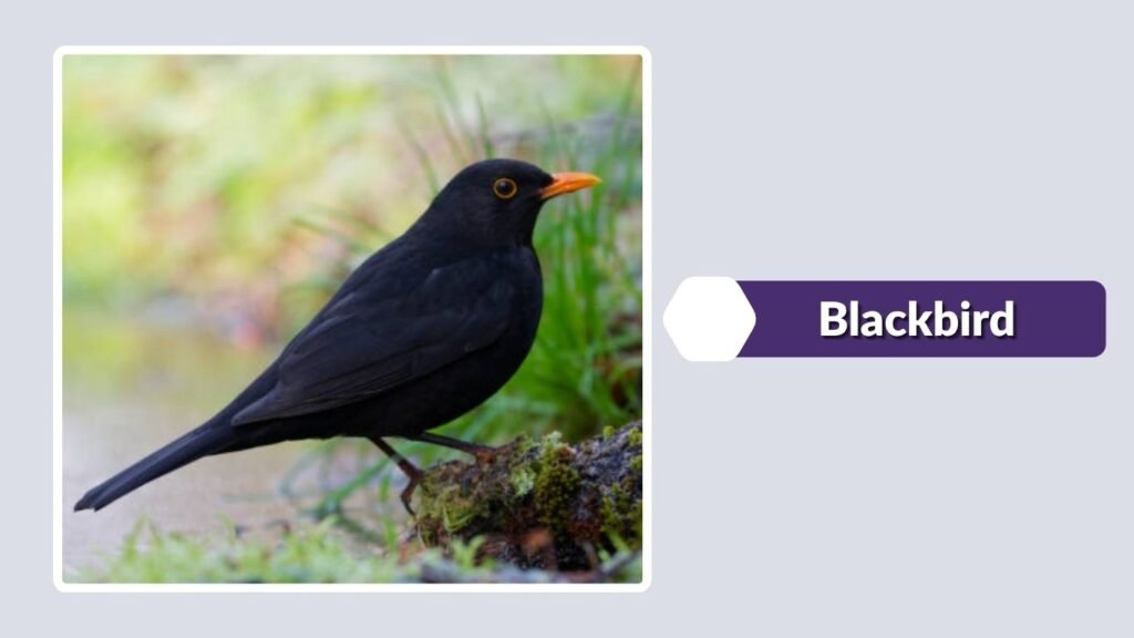  Blackbird