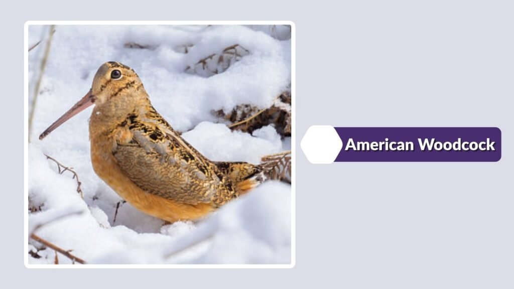 American Woodcock