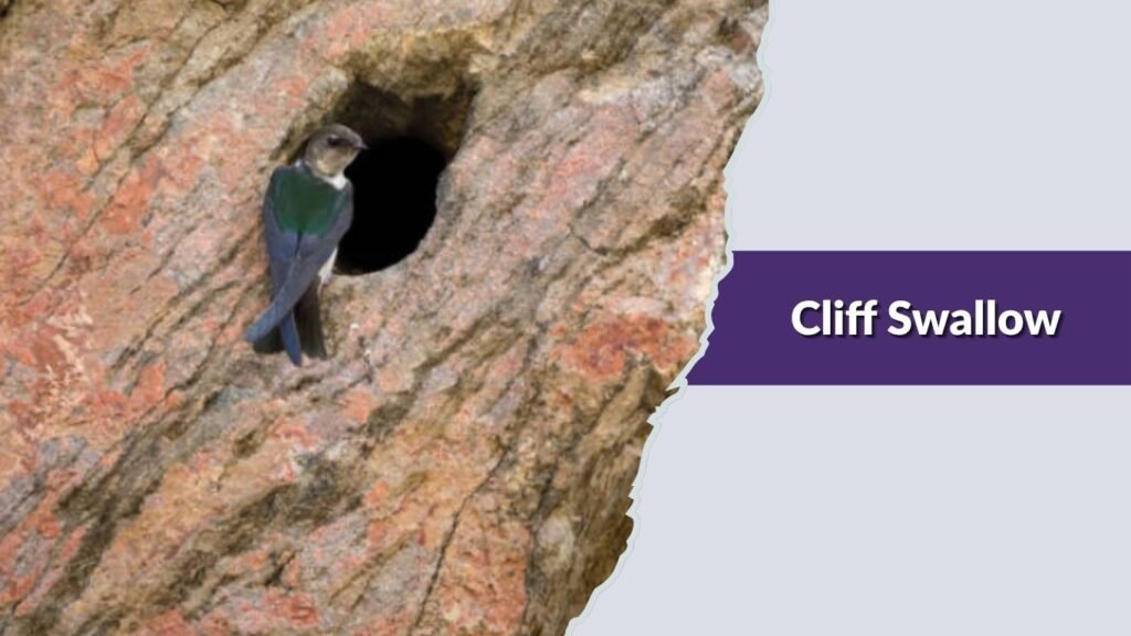Cliff Swallow