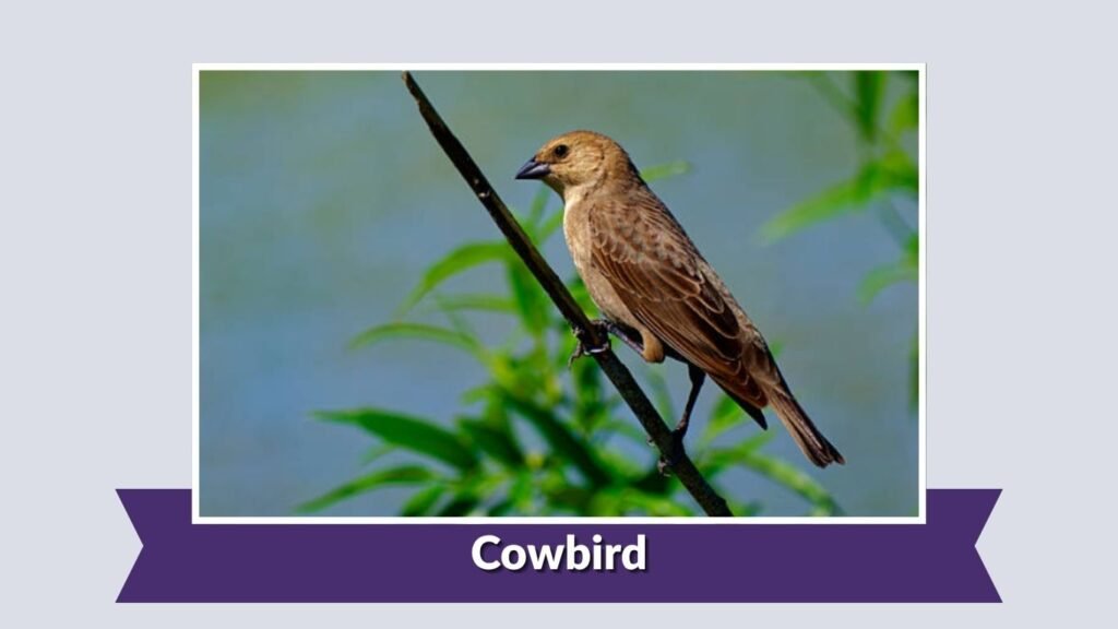 Cowbird