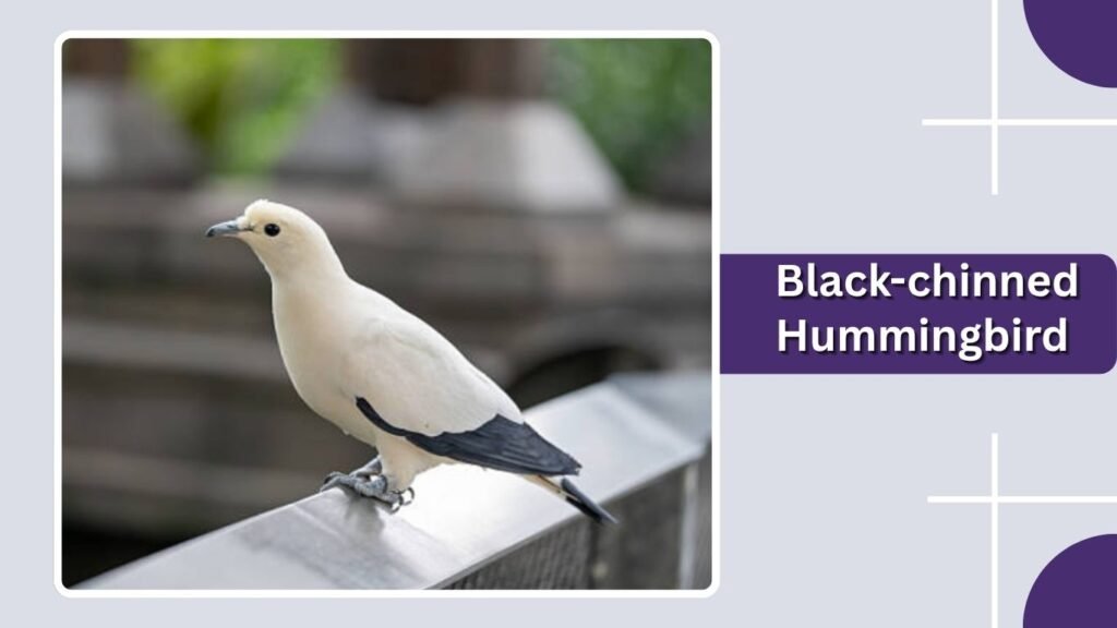 Black-chinned Hummingbird