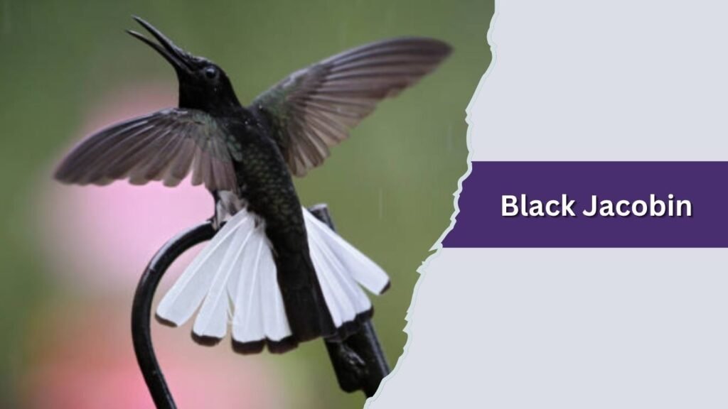  Black Jacobin