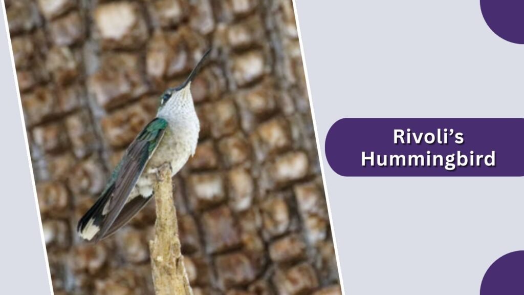 Rivoli’s Hummingbird