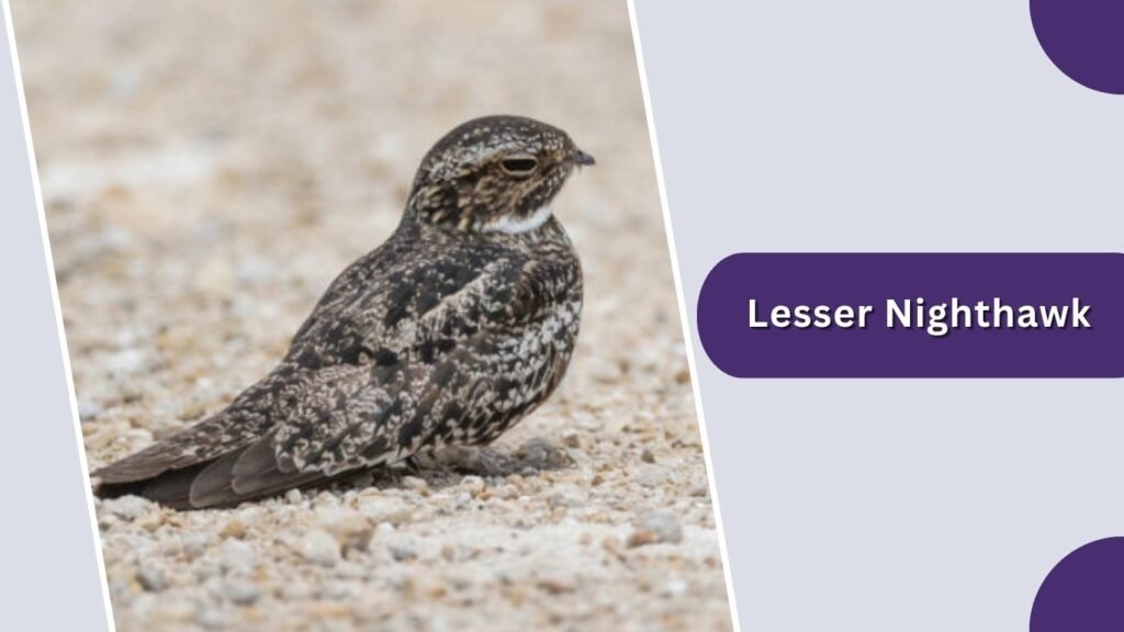 Lesser Nighthawk