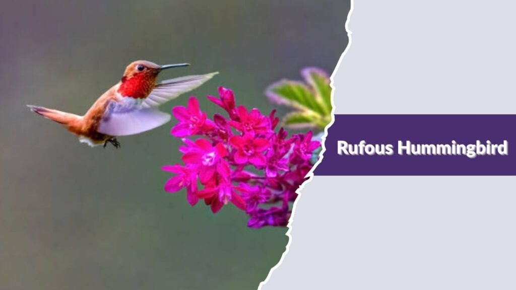 Rufous Hummingbird