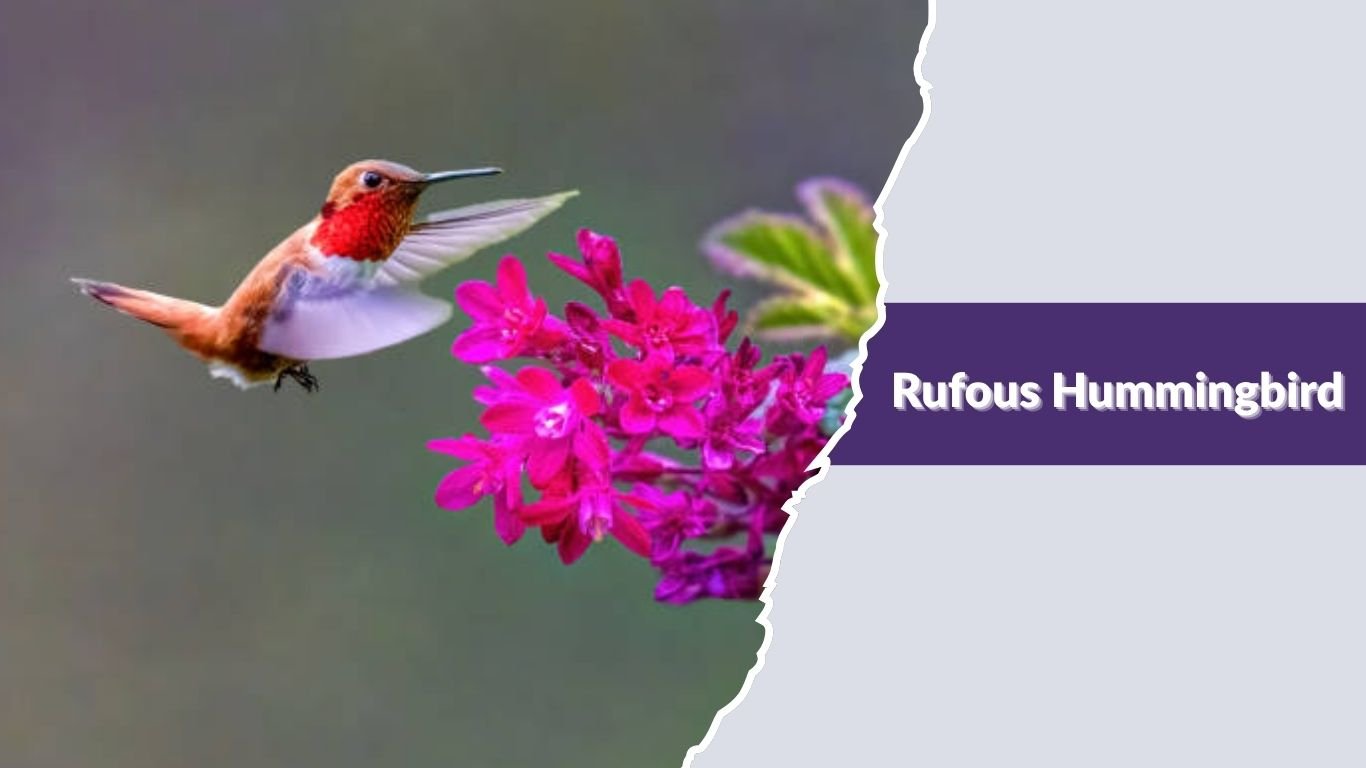 Hummingbird Red Rust Color 12 Types of Red Hummingbirds: Identification with Picture