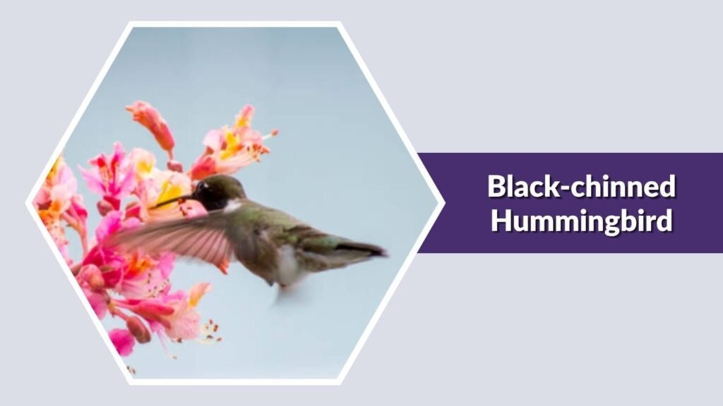 Black-chinned Hummingbird