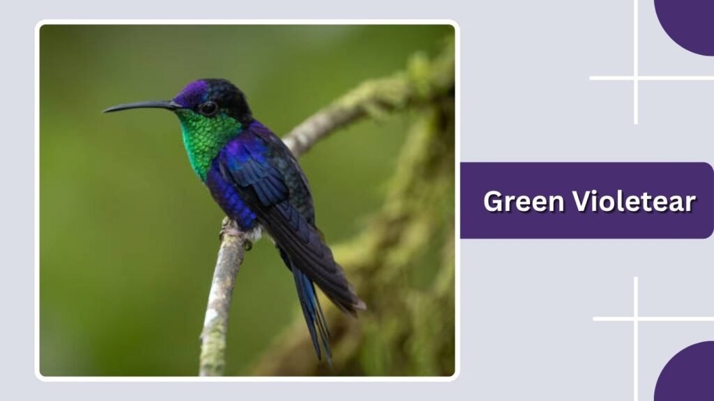 Green Violetear
