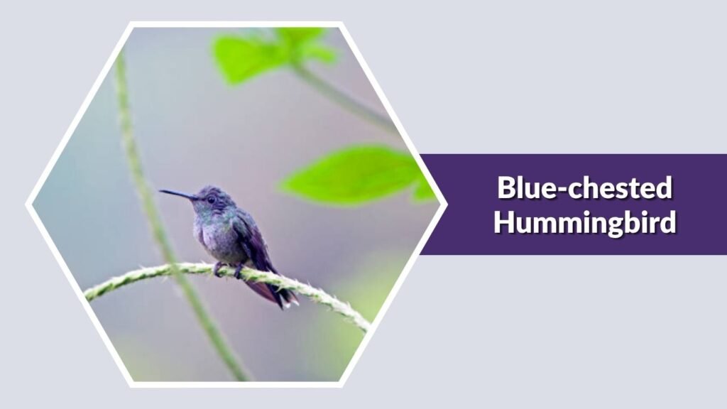 Blue-chested Hummingbird