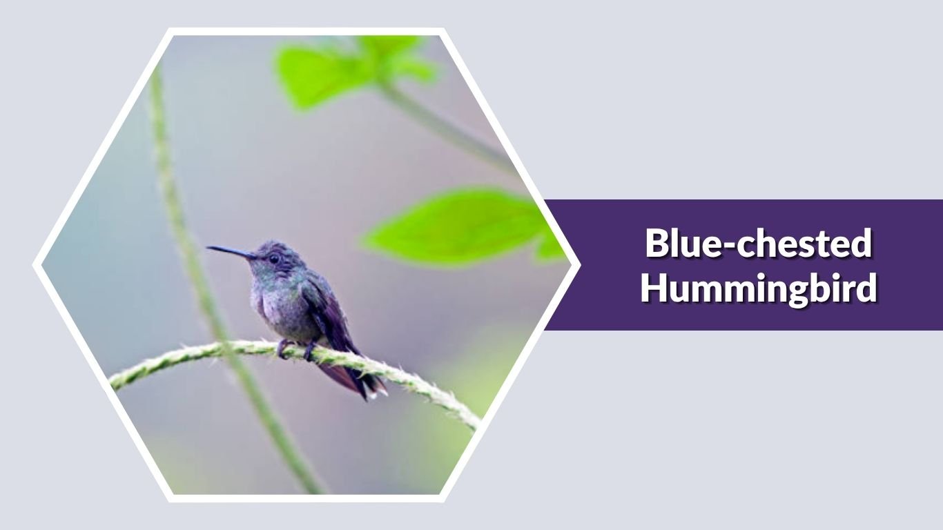 25 Common Types of Blue Hummingbirds: Id with Picture