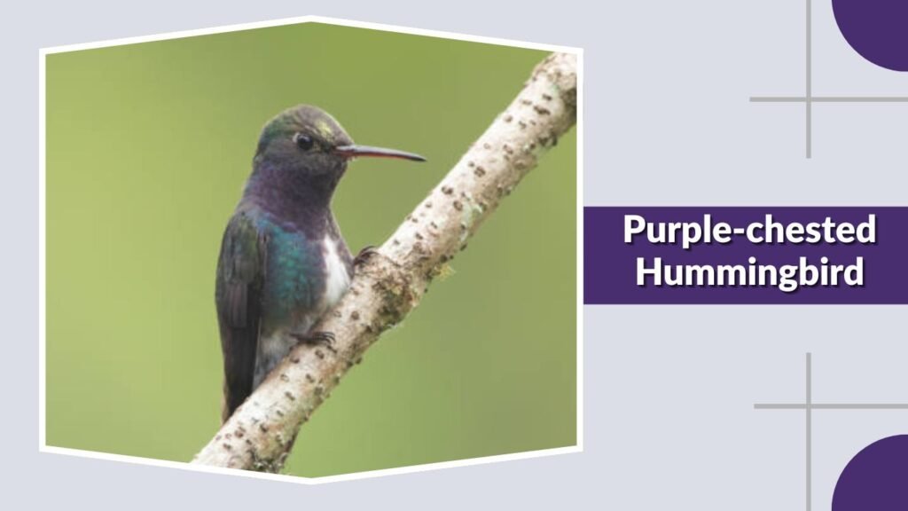 Purple-chested Hummingbird