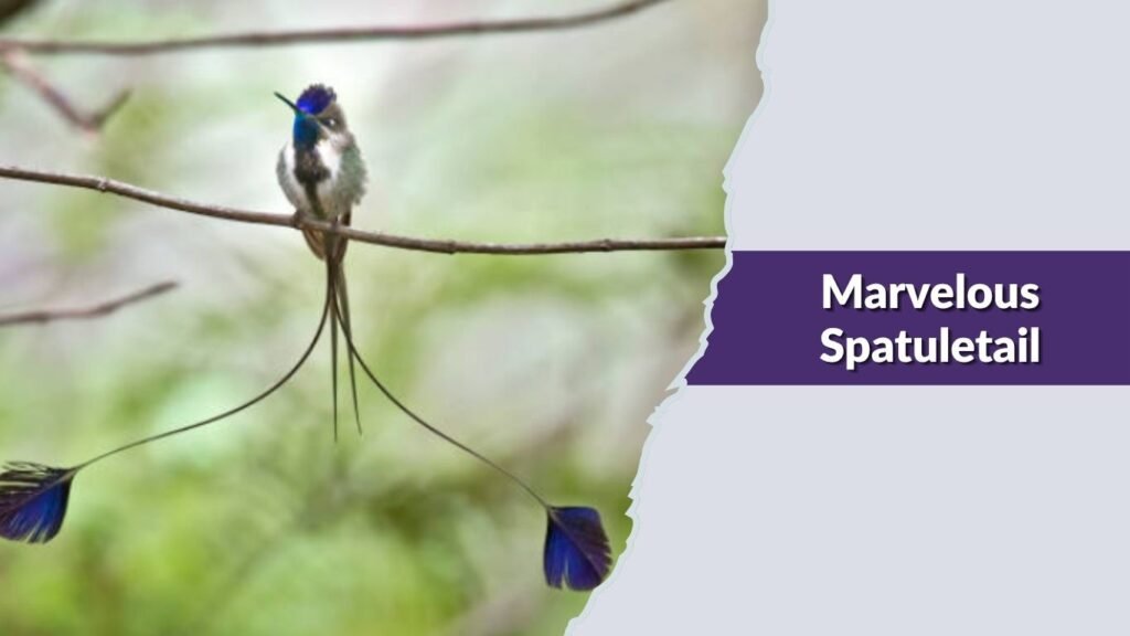 Marvelous Spatuletail