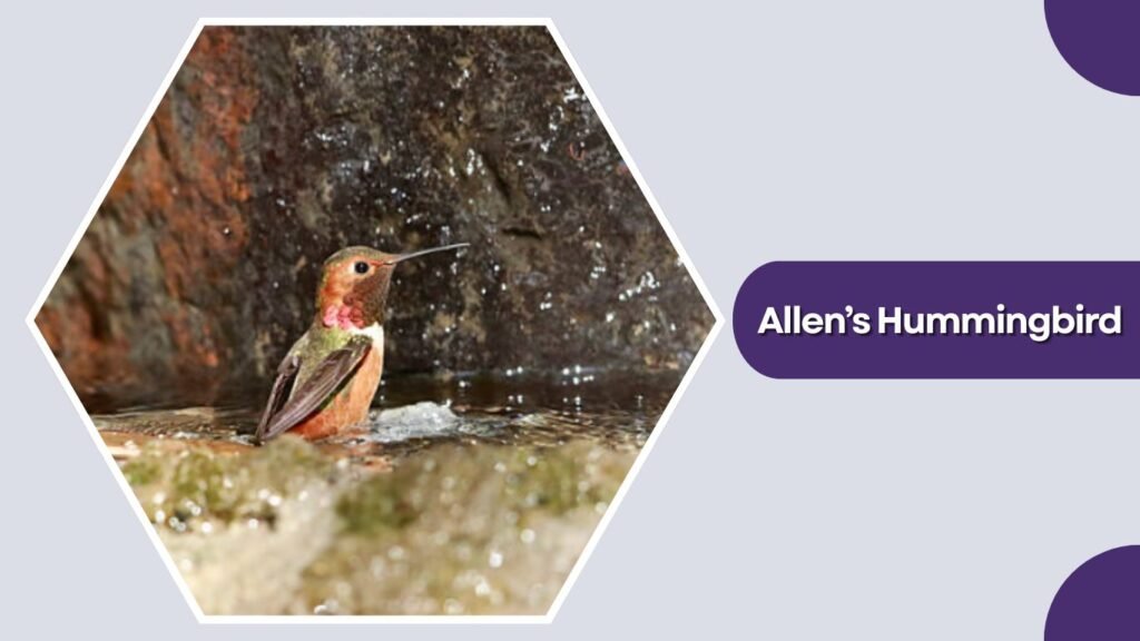 Allen’s Hummingbird