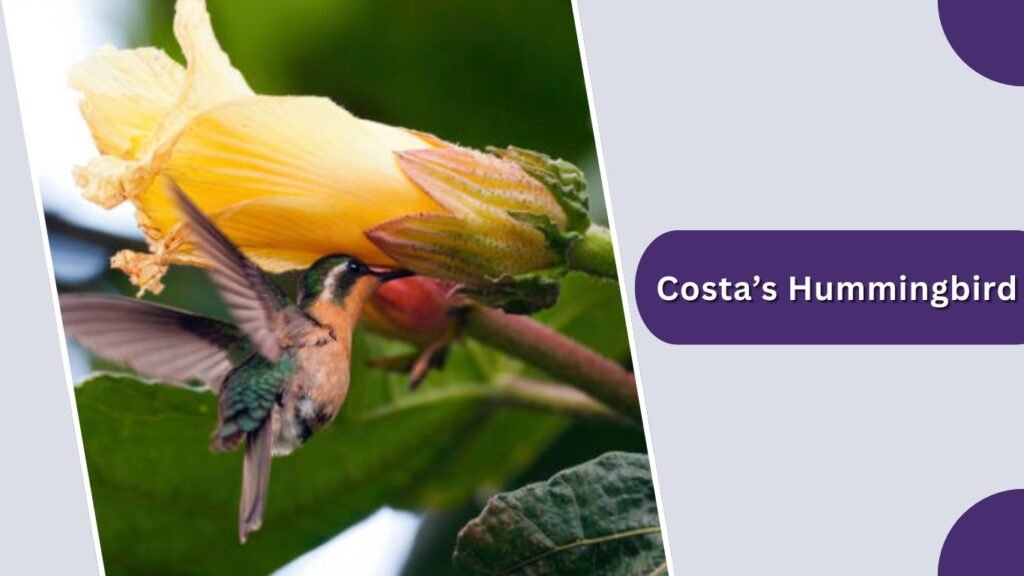  Costa’s Hummingbird