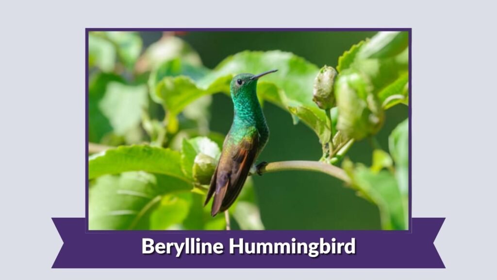 Berylline Hummingbird
