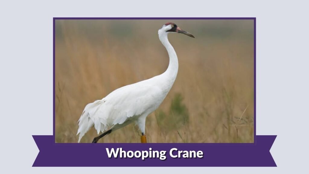 Whooping Crane