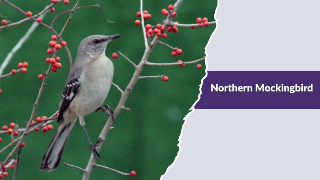  Northern Mockingbird