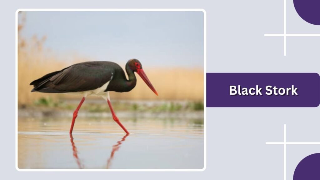Black Stork