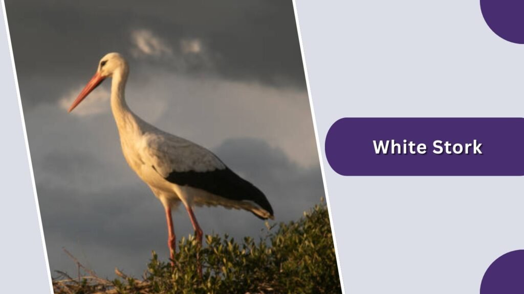 White Stork