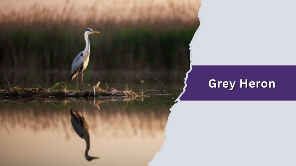 Grey Heron