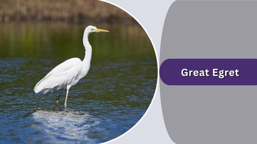  Great Egret