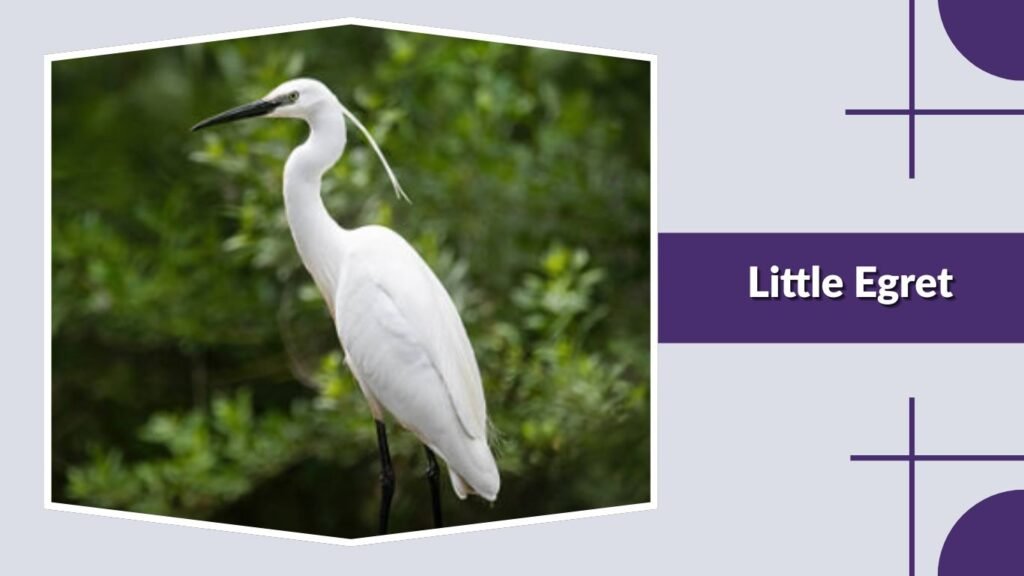 Little Egret