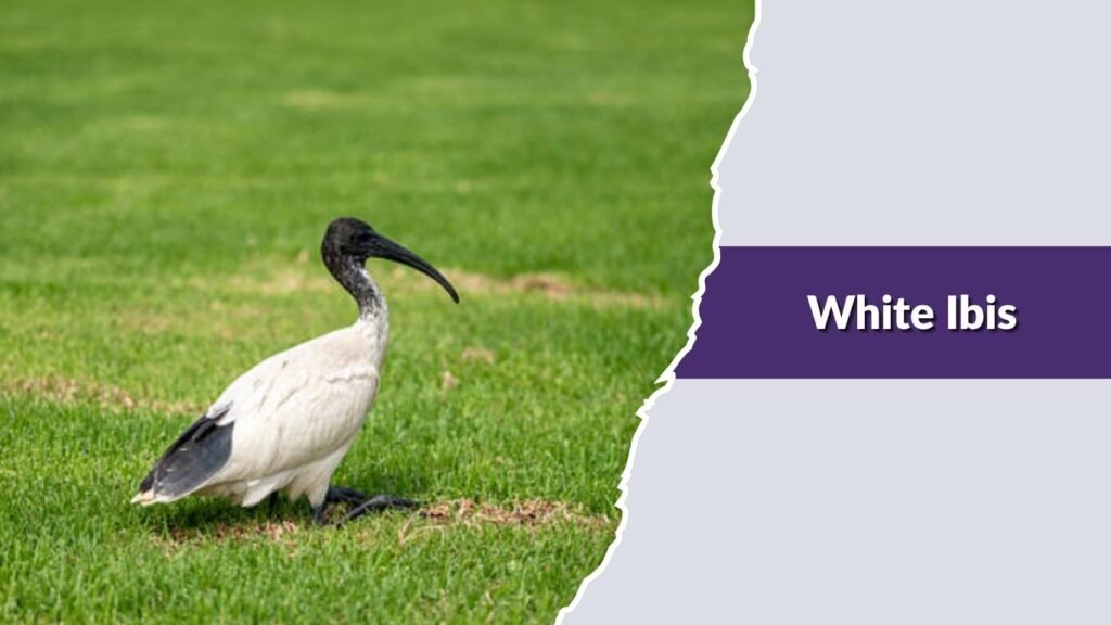 White Ibis