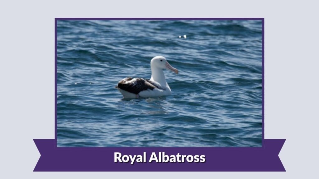  Royal Albatross