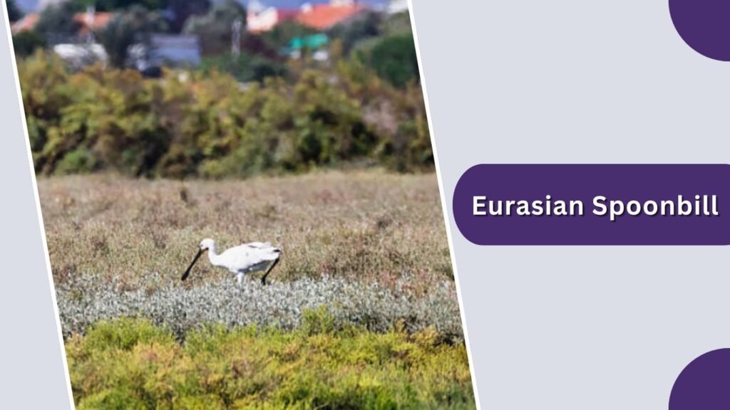 Eurasian Spoonbill