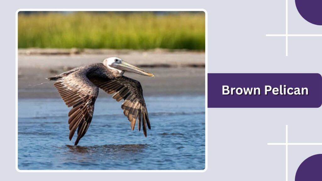 Brown Pelican