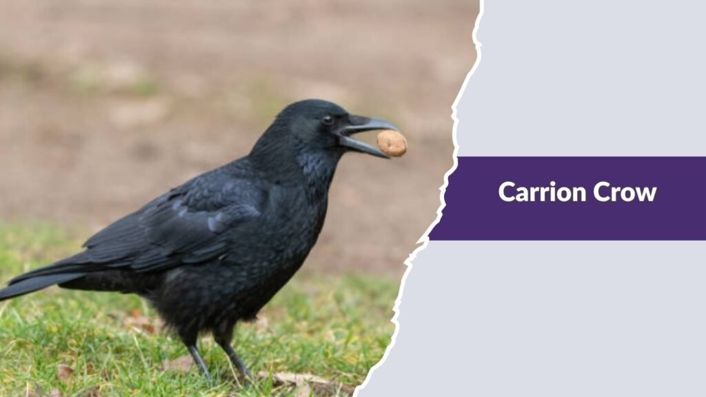 Carrion Crow