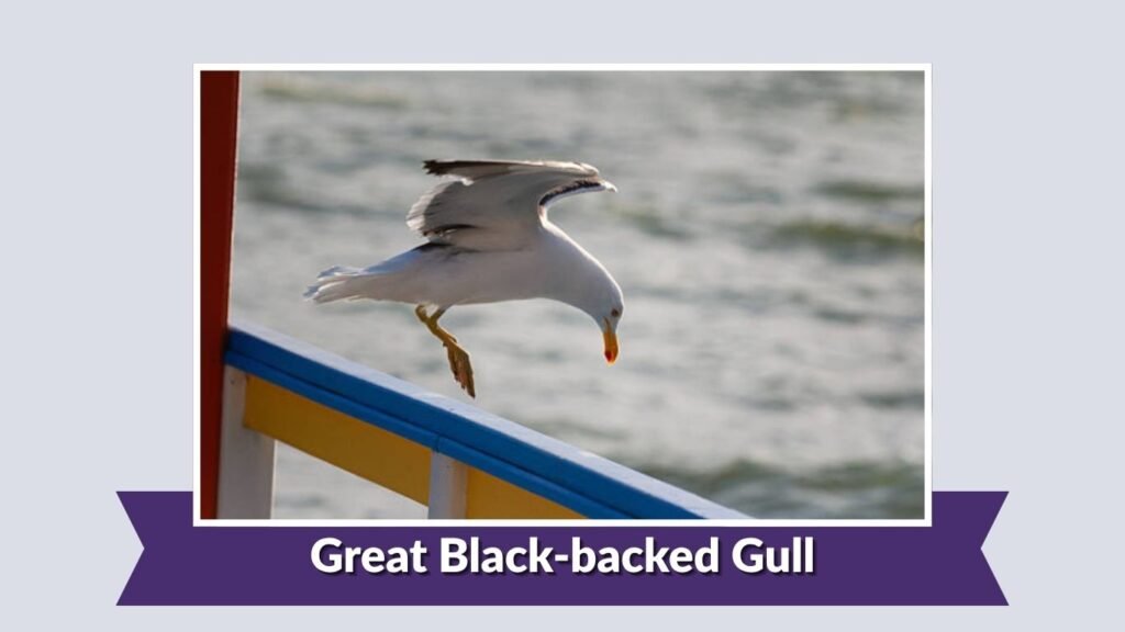 Great Black-backed Gull