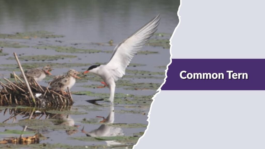 Common Tern