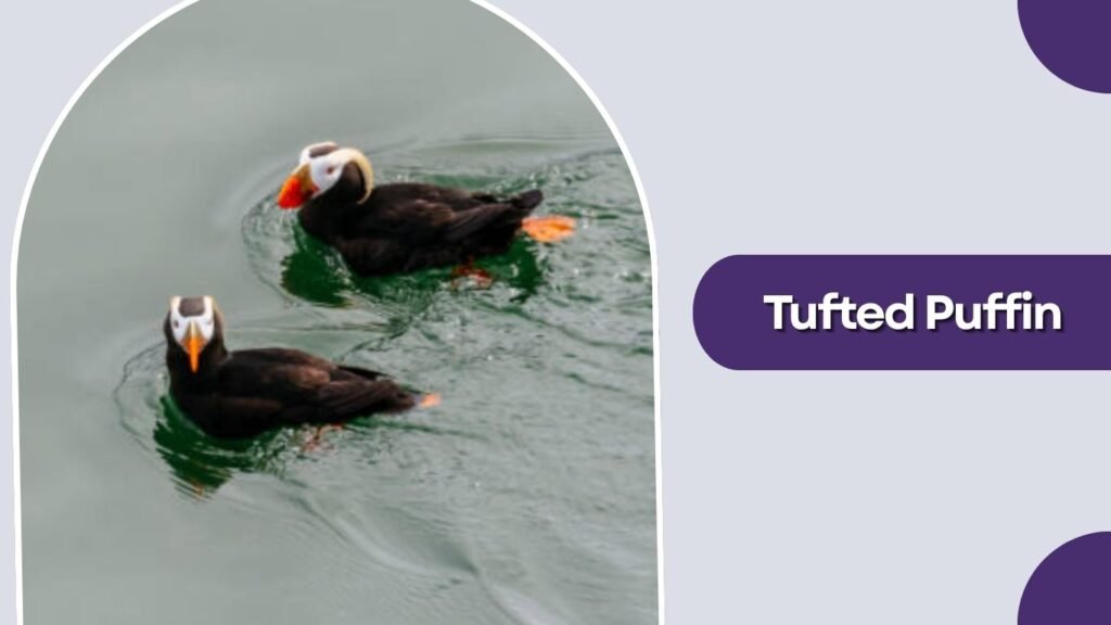 Tufted Puffin