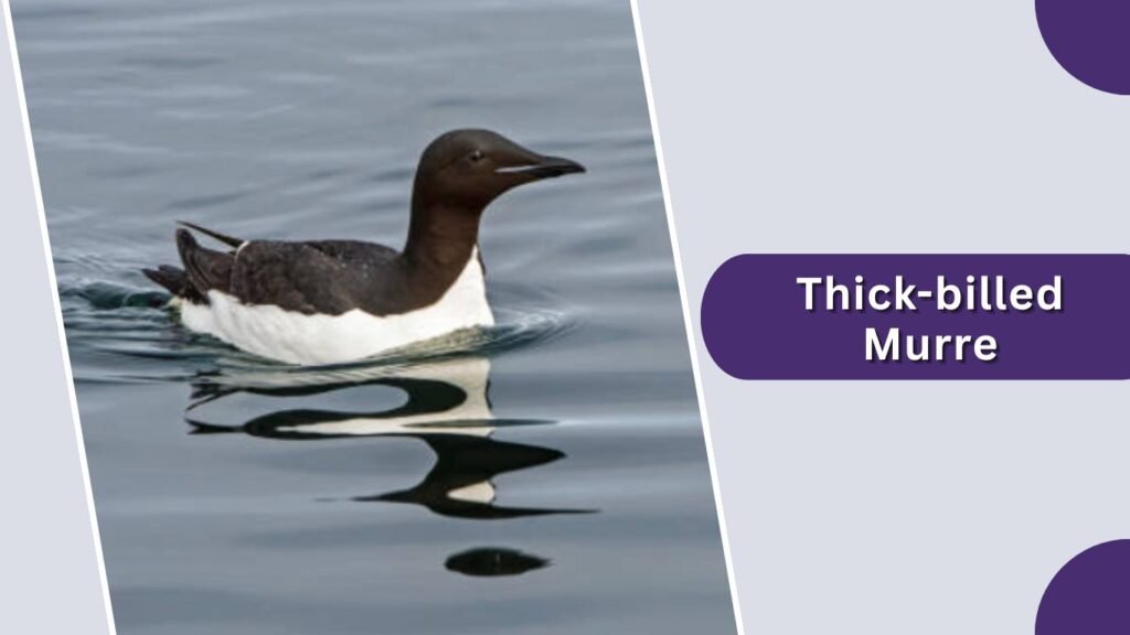 Thick-billed Murre