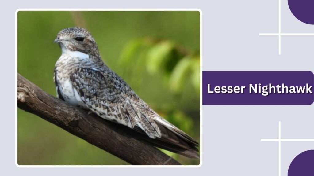 Lesser Nighthawk