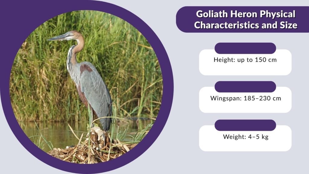 Goliath Heron Physical Characteristics and Size