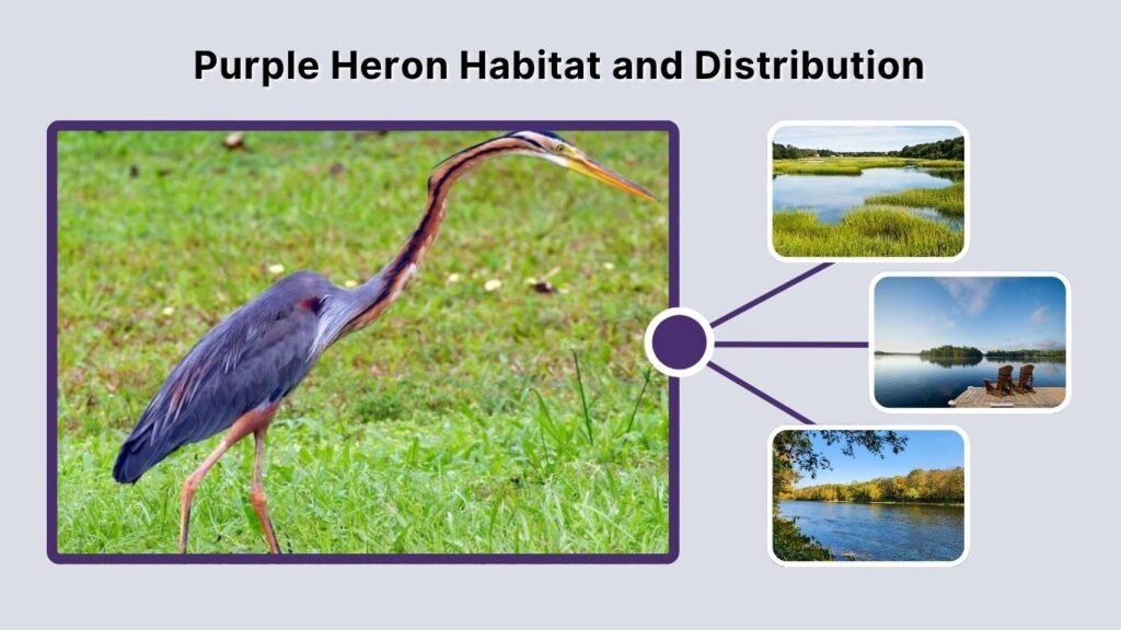 Purple Heron Habitat and Distribution