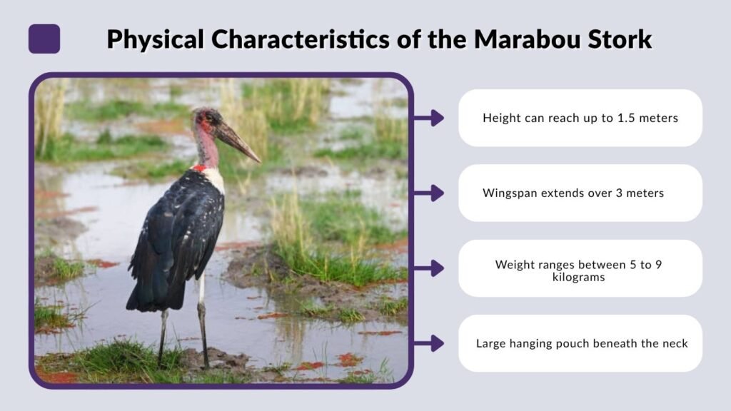 Physical Characteristics of the Marabou Stork