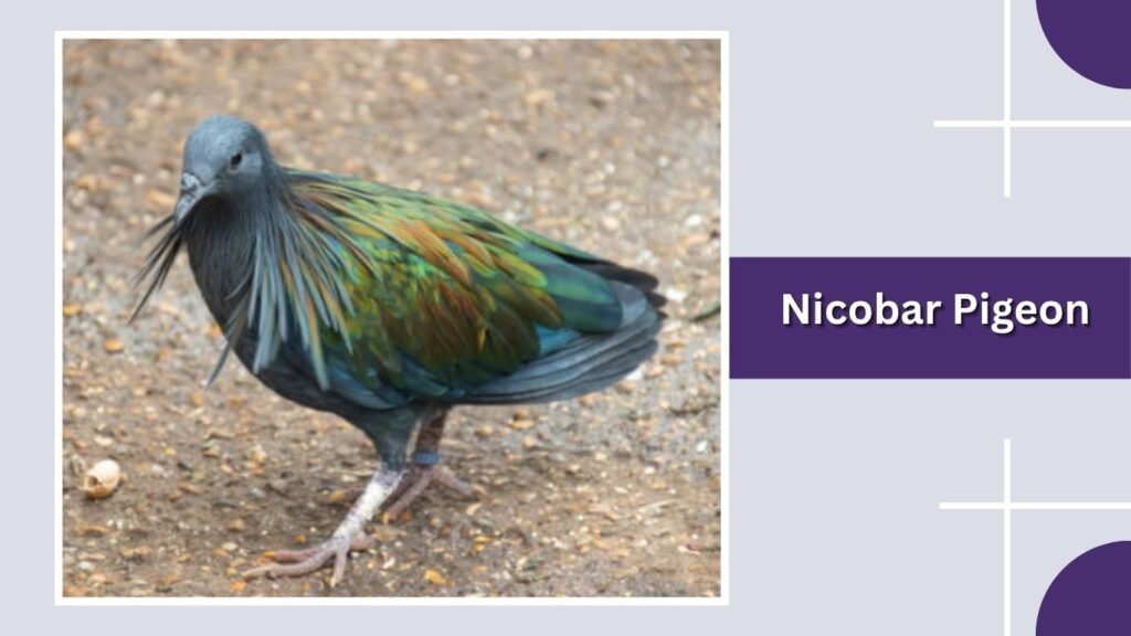  Nicobar Pigeon