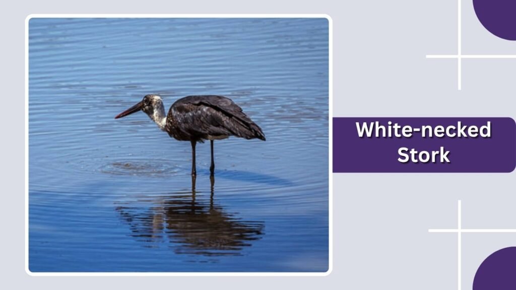  White-necked Stork