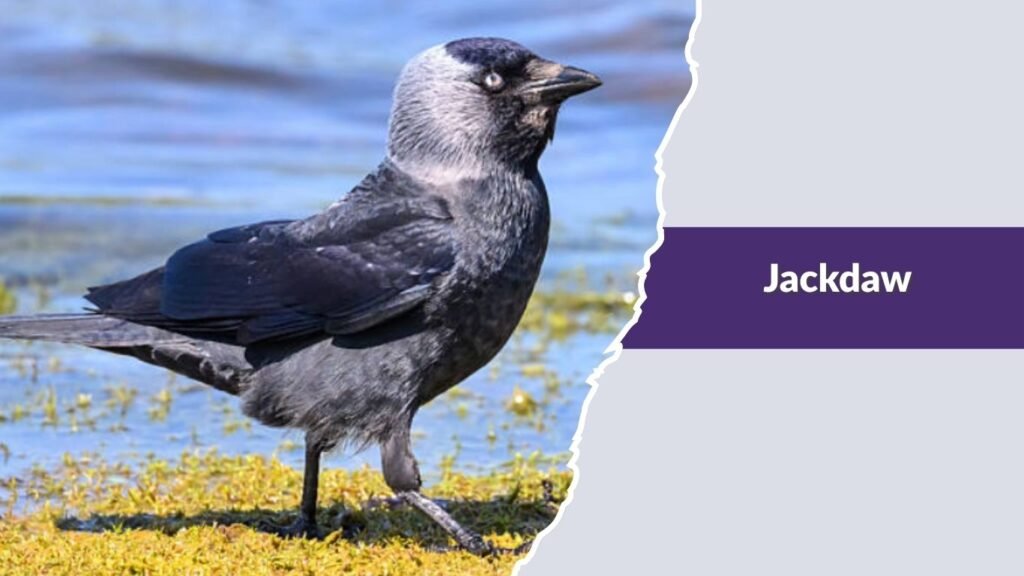 Jackdaw