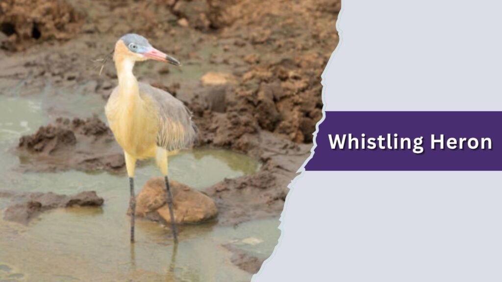 Whistling Heron