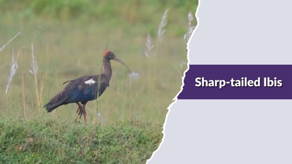  Sharp-tailed Ibis
